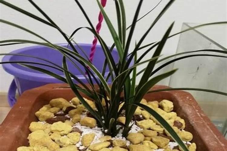盆栽西红柿多久结果 盆栽西红柿几个月能结出果实？