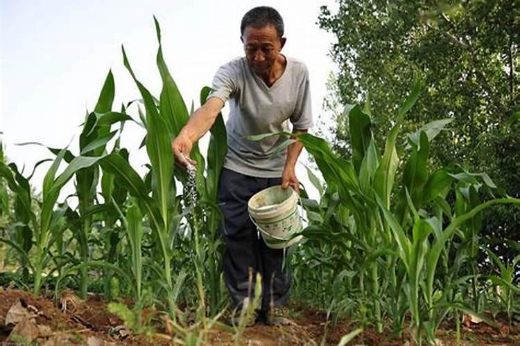 玉米几叶打磷酸二氢钾 什么时候使用效果好