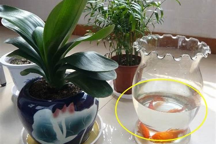 玉米苗期可以喷磷酸二氢钾吗