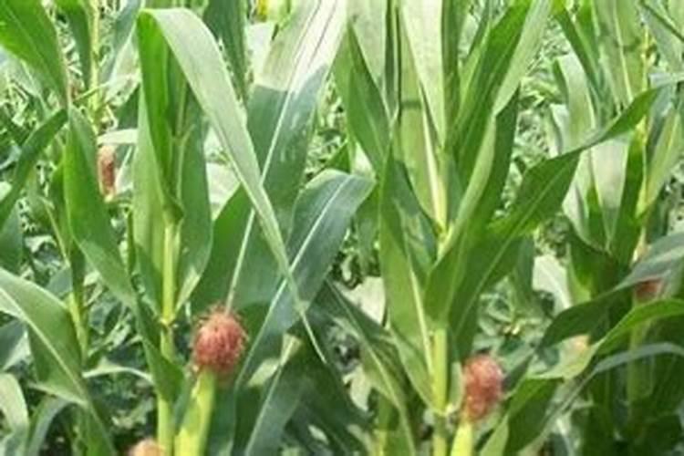 玉米高了能打二氢钾吗