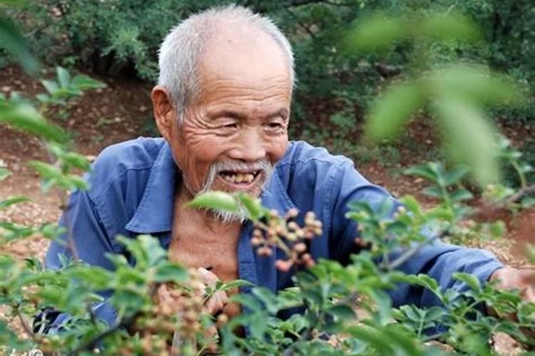 花椒树什么时候施肥好 花椒的施肥时间