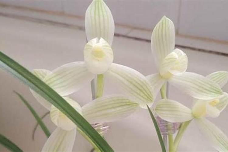 兰花需要什么肥料？