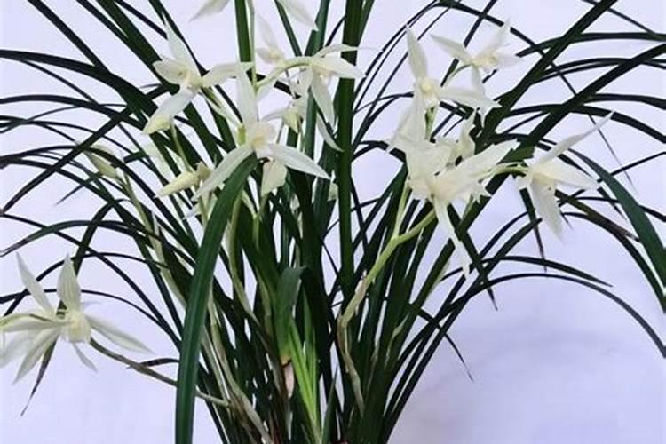 兰花肥料怎么施效果最好、兰花施肥的正确方法