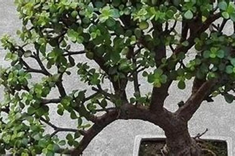我国有哪些县市种植了大量百合的？