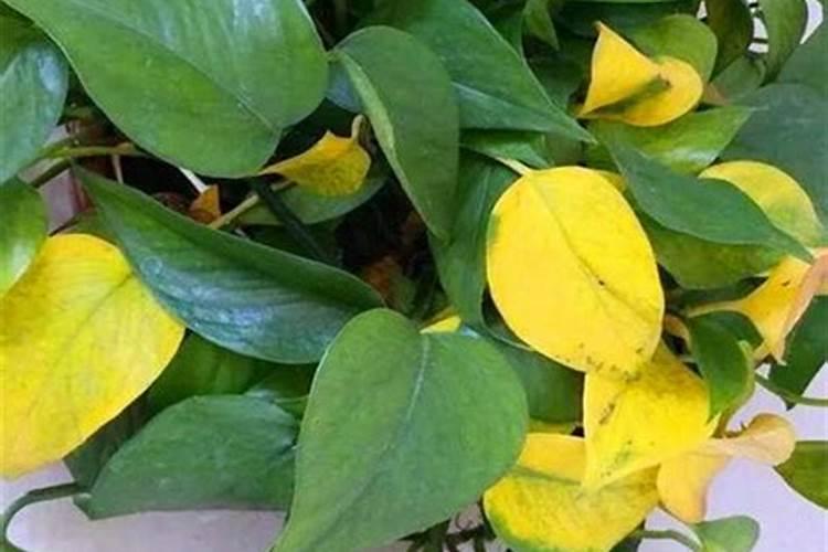 绿萝施肥过多叶子蔫了怎么办