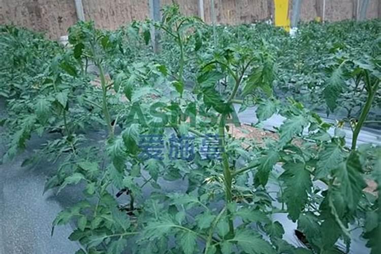 番茄如何施肥何时施肥 才不会给农户造成损失？