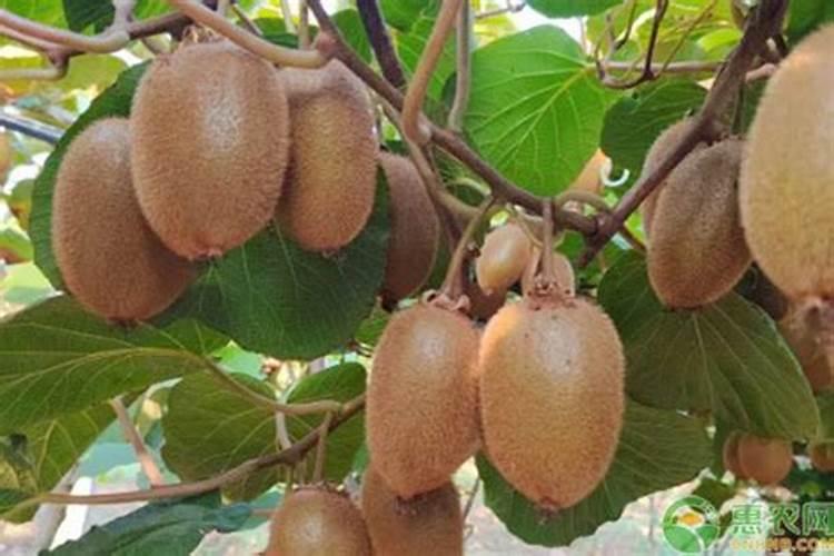 芹菜用什么肥料长得快