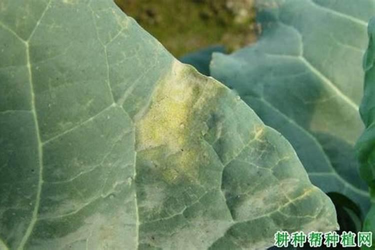 黄瓜打芸苔素对防治霜霉病的药有没有药害