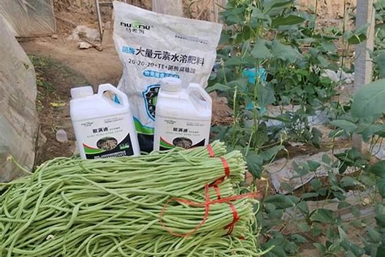 生根效果最好的肥料