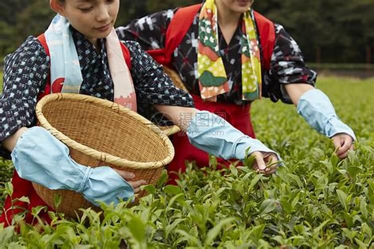 茶叶喷什么叶面肥可以有效提高质量