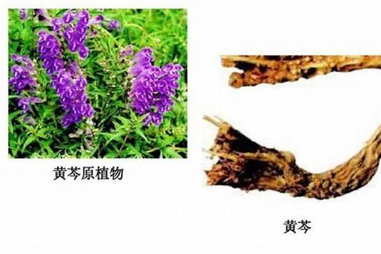 黄芪要如何种植？正确的栽培技术是什么？