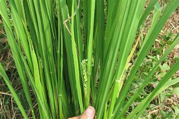 水稻硼肥的作用及使用方法