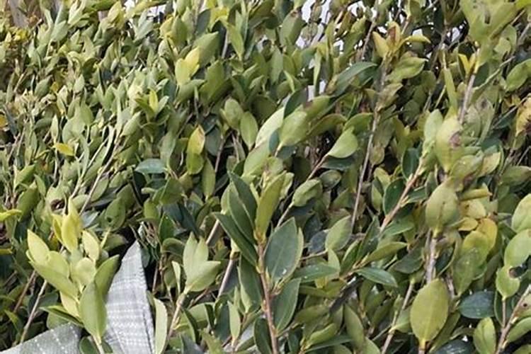 油茶开花时期应该喷何种叶面肥？