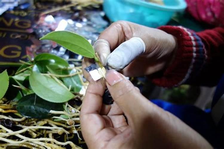 油茶如何施肥,油茶施肥技术