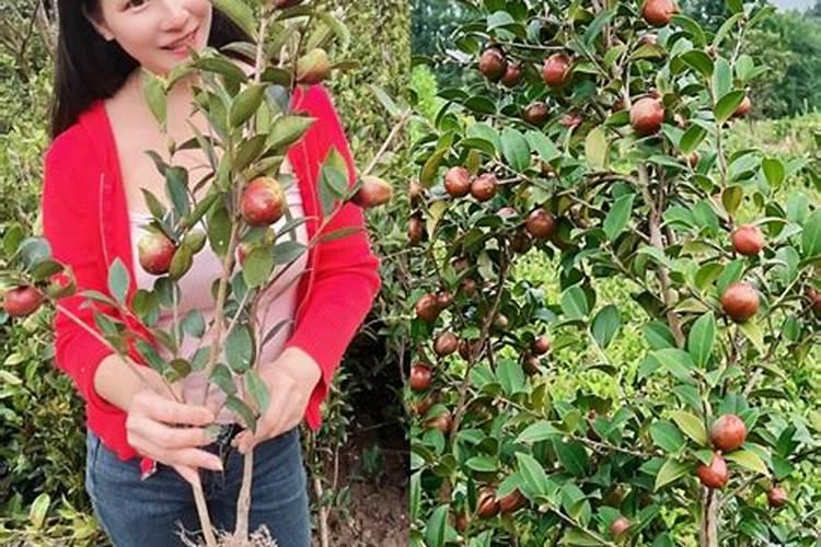 油茶树用什么肥料比较好