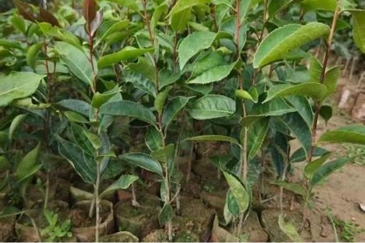 油茶如何施肥,油茶施肥技术