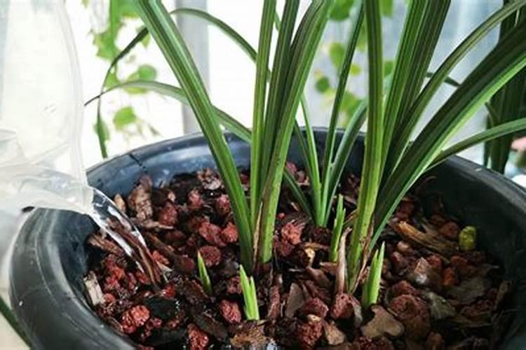 兰花施肥“顺口溜”,一句话就能记住