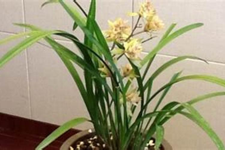 6月份如何正确给兰花施肥