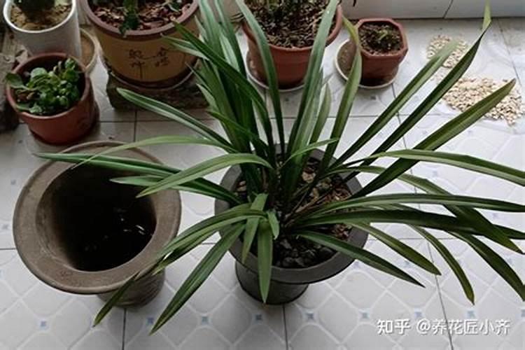 6月份可以给兰花施肥吗(兰花浇水施肥经验)
