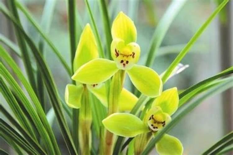 6月份可以给兰花施肥吗