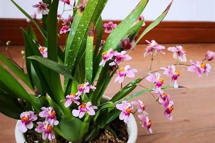 6月份如何正确给兰花施肥？