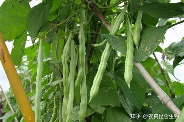 豆角黄叶病用什么药打好