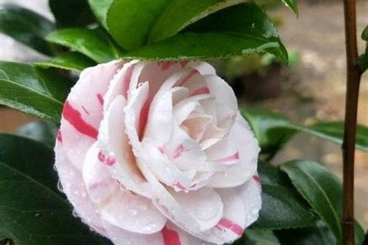 茶花多久浇一次淘米水打骨朵了能浇吗