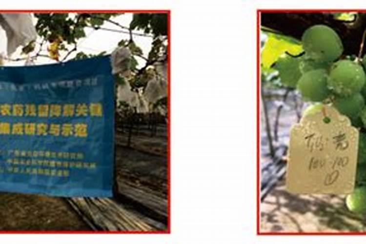 想要种出富硒蔬菜,用什么富硒肥效果好？