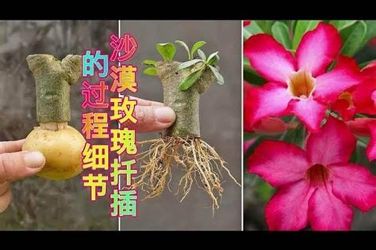 马铃薯种植到底用哪种钾肥好？该如何施好钾肥？