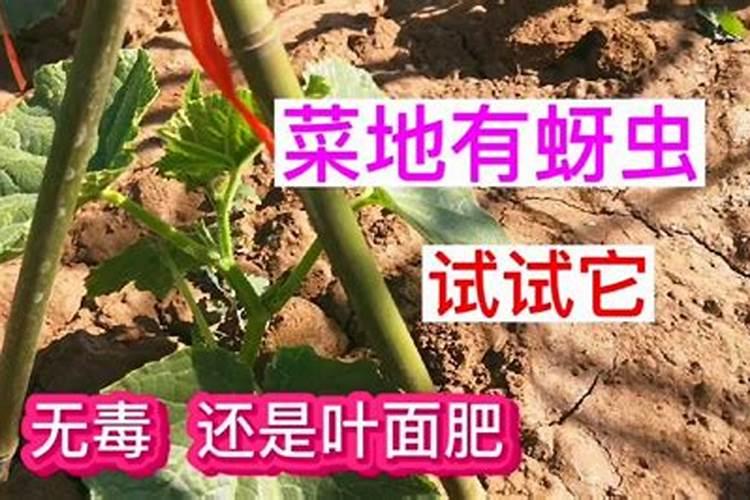 种的黄瓜怎么总是掉花,用什么肥好？