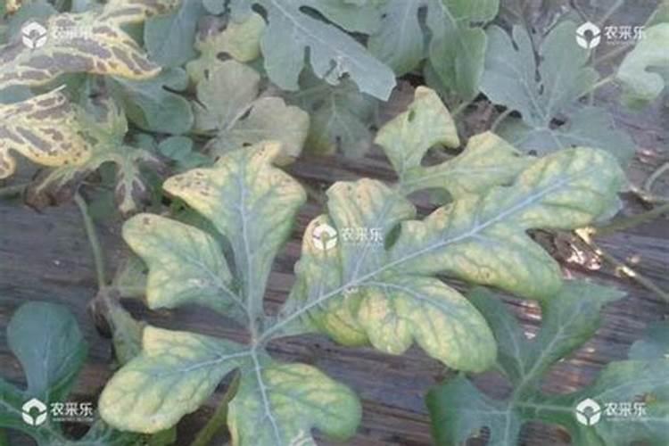 司普沃教您一招轻松解决西瓜缺硼症