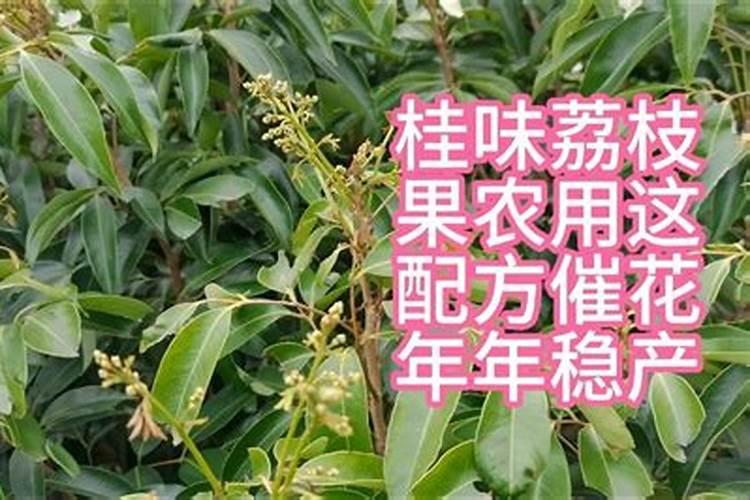 荔枝花期出现的问题