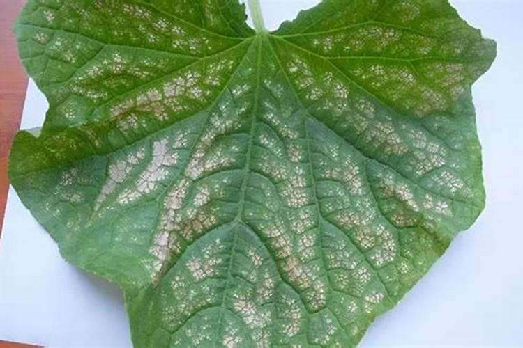 叶子出现黄叶和白斑(揭秘植物叶子黄叶和白斑现象,原因及防治措施全解...
