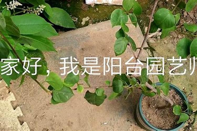 三角梅怎么施肥,三角梅施什么肥好？