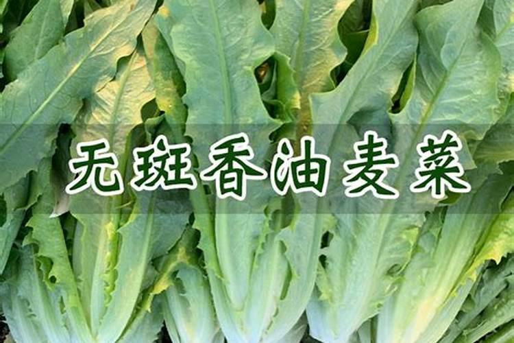 红薯打什么药高产