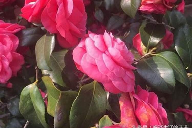 茶花施什么肥,什么时候施好