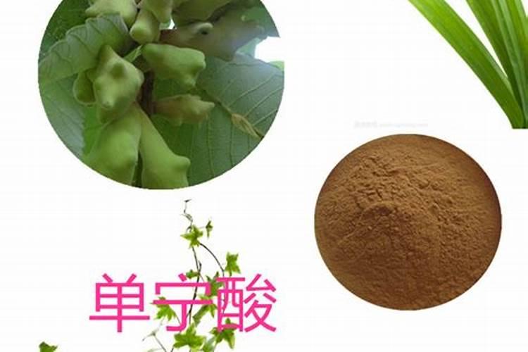 西洋龙芽草药用植物栽培