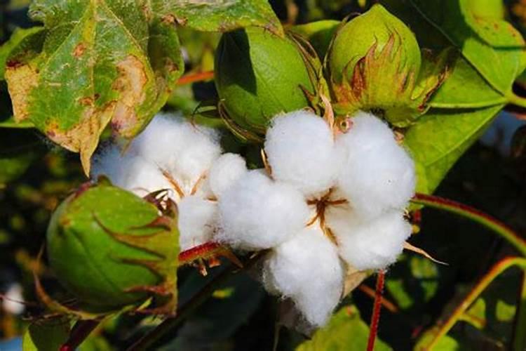 棉花缺锌要怎样施用锌肥改善？