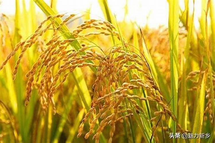用什么肥料能提高大米品质