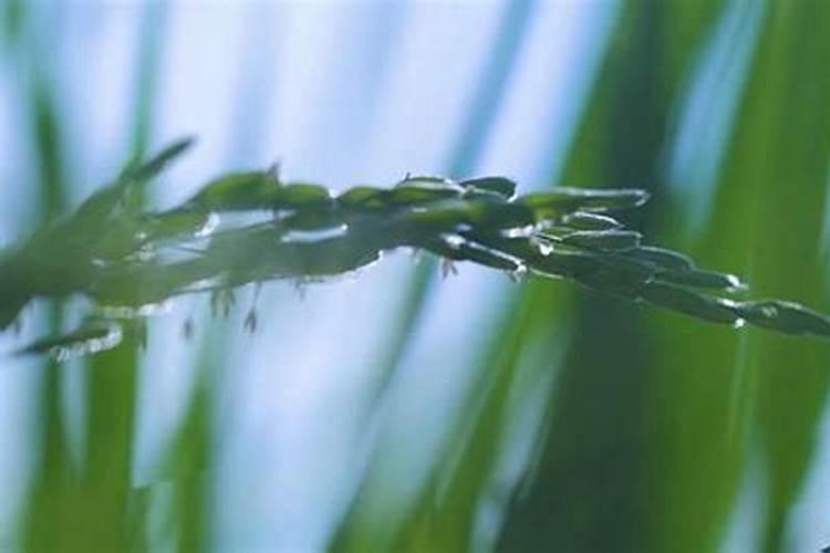 生活中哪些东西可以制作花卉肥料