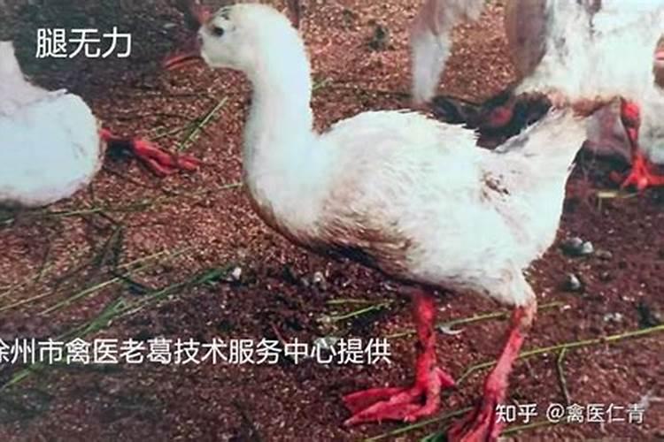 钙镁磷肥的作用及使用方法