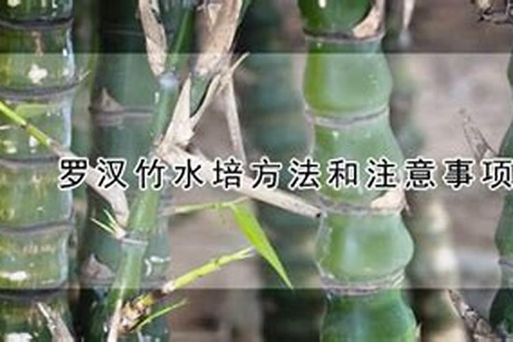 罗汉竹的养殖方法是什么,怎么养才好看