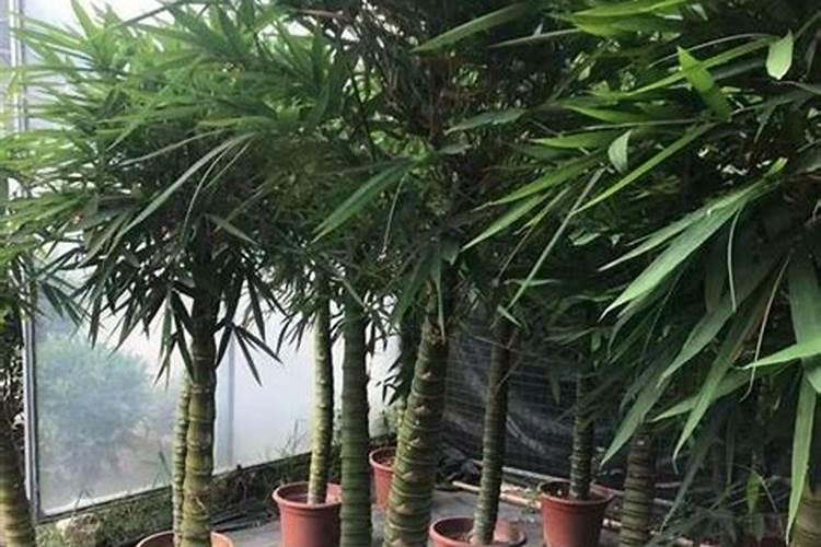罗汉竹的养殖方法