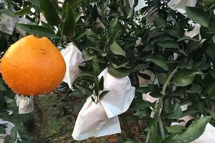柑橘如何管理才能皮薄光滑？
