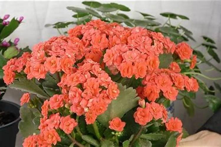 长寿花枝插移栽后施什么肥？