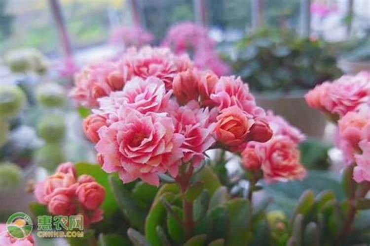 长寿花夏天怎么养施什么肥
