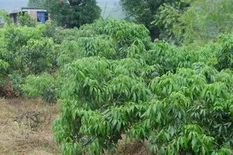 香菜喷什么叶面肥长得快 香菜喷什么叶面肥才能长得快