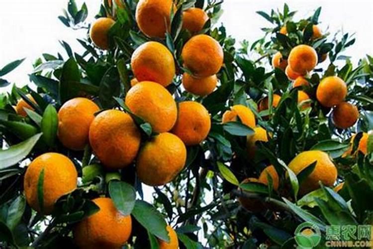 大豆叶面肥的喷施技巧