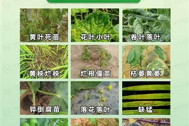 樱桃成熟期落果怎么办