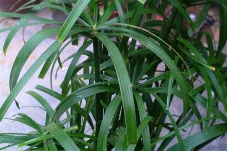 水竹生小虫怎样治